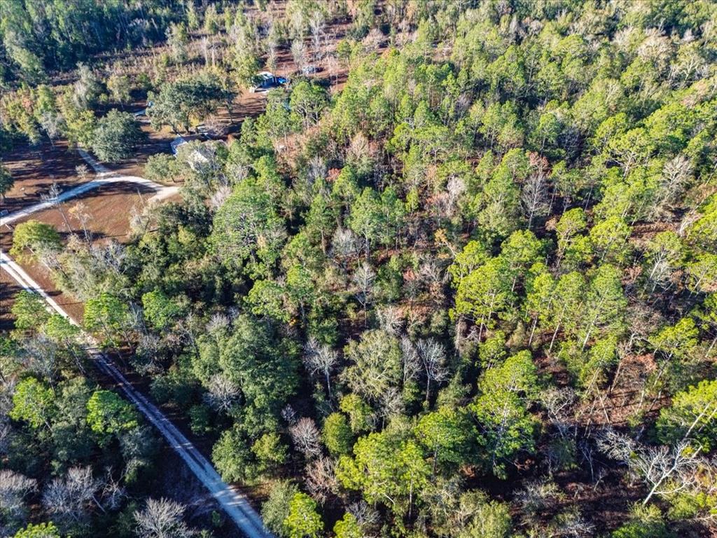103rd Drive O'Brien, FL 32071 - Photo 12 of 20 a view of a forest with a tree