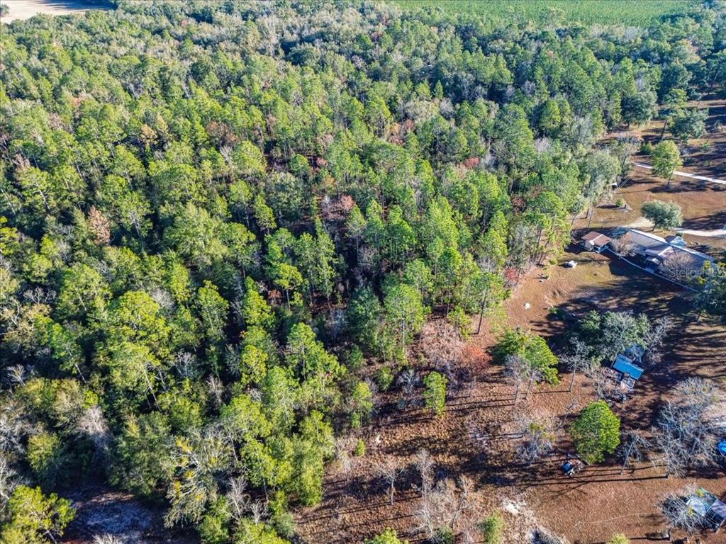 103rd Drive O'Brien, FL 32071 - Photo 17 of 20 a view of a large yard with lots of plants