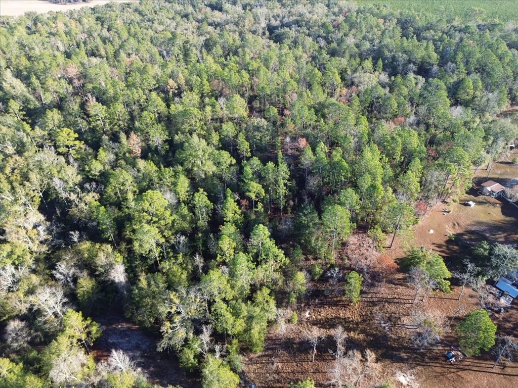 103rd Drive O'Brien, FL 32071 - Photo 18 of 20 a view of a large yard with lots of green space