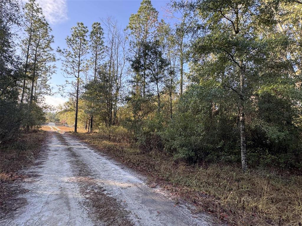 103rd Drive O'Brien, FL 32071 - Photo 2 of 20 a view of a forest with trees