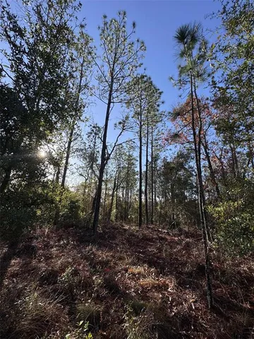 a view of a tree in a yard