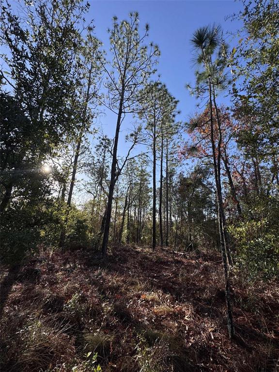 103rd Drive O'Brien, FL 32071 - Photo 5 of 20 a view of a tree in a yard