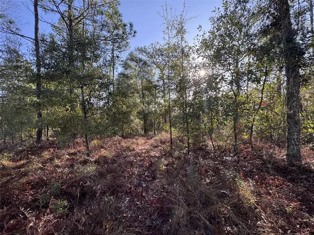 a view of a forest with trees in the background