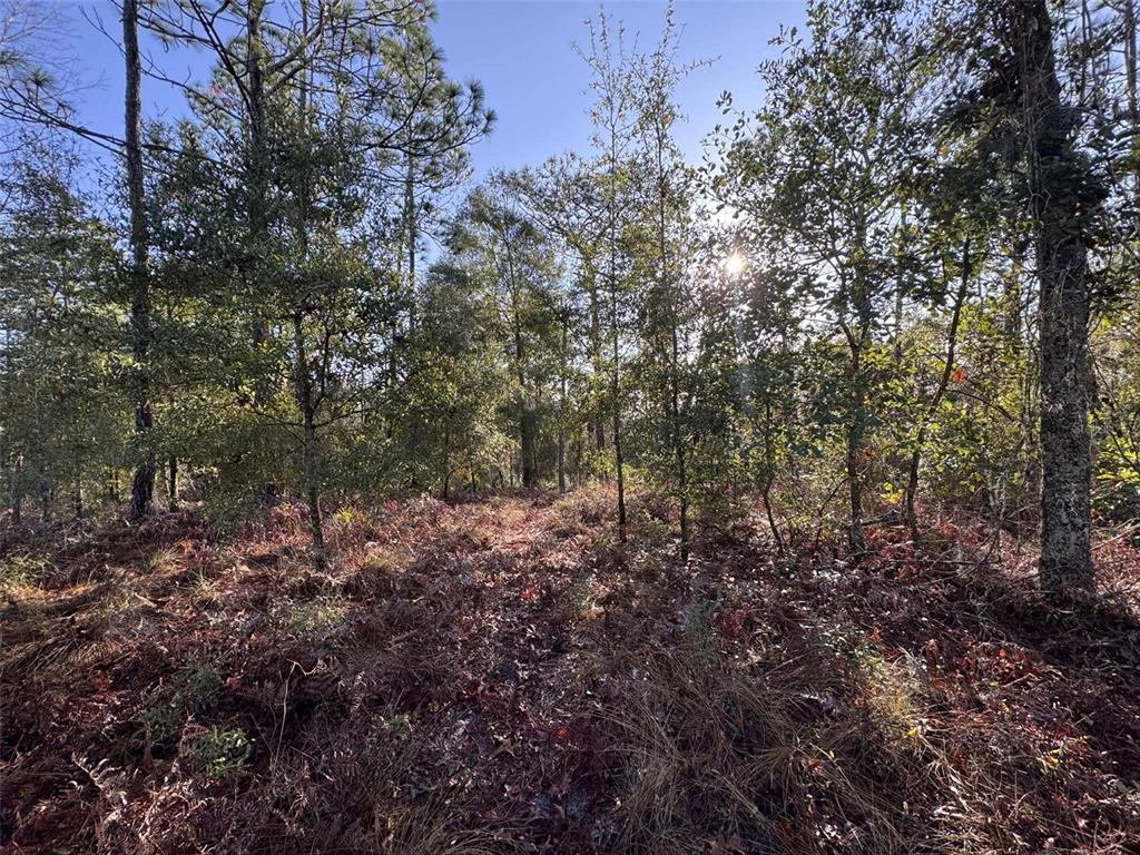 103rd Drive O'Brien, FL 32071 - Photo 6 of 20 a view of a forest with trees in the background