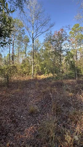 a view of a yard with plants and trees