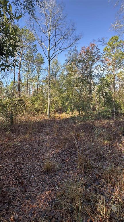 103rd Drive O'Brien, FL 32071 - Photo 7 of 20 a view of a yard with plants and trees