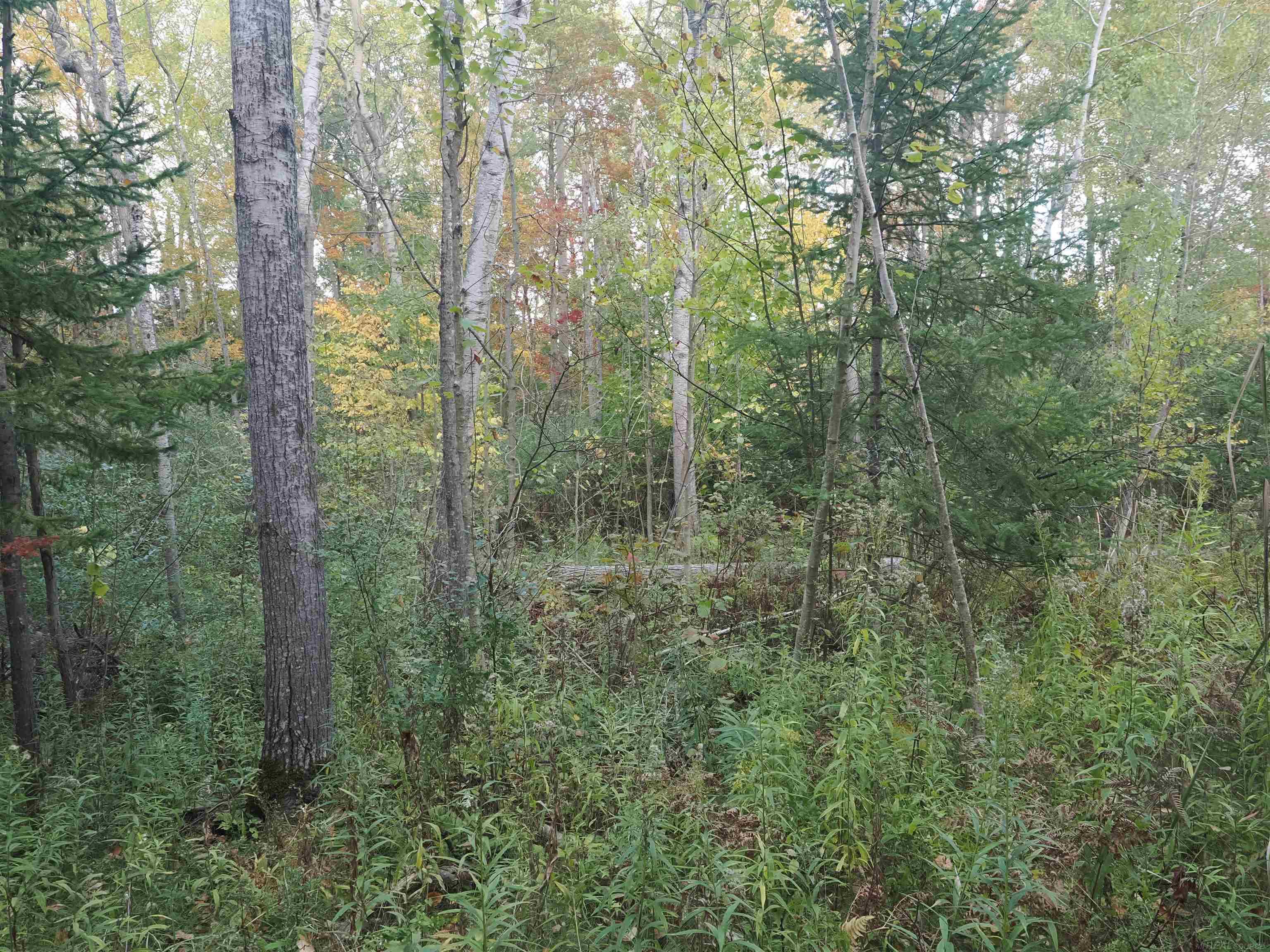 Xxx Tolan Road Spruce, MI 48762 - Photo 55 of 79