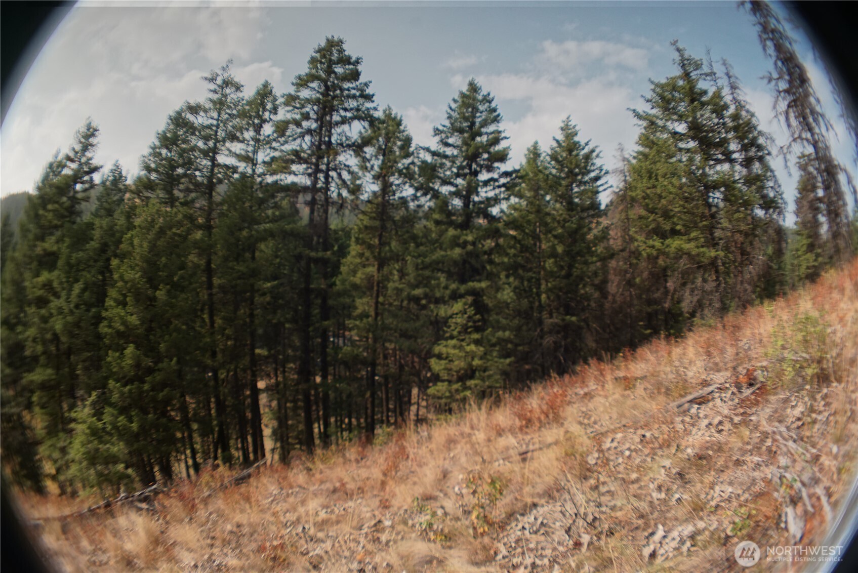 0 Wellman Road Republic, WA 99166 - Photo 12 of 18 a view of a yard with plants and trees
