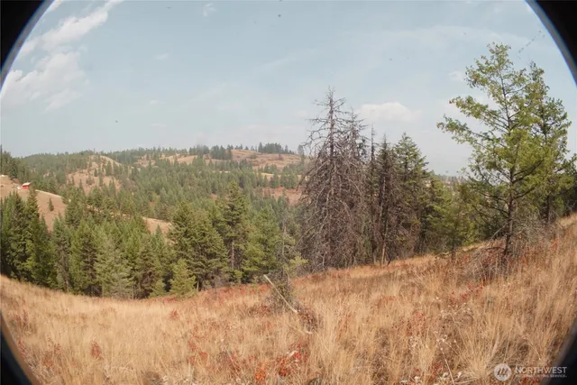 a view of a dry yard with trees in the background