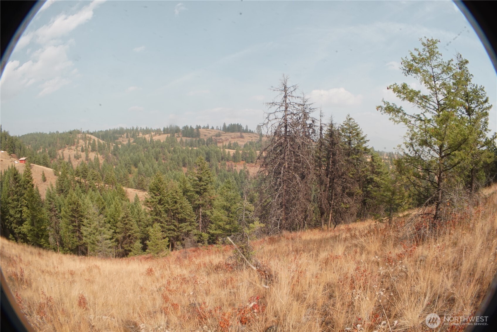0 Wellman Road Republic, WA 99166 - Photo 14 of 18 a view of a dry yard with trees in the background