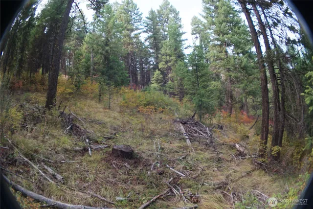 a view of a forest with trees in the background