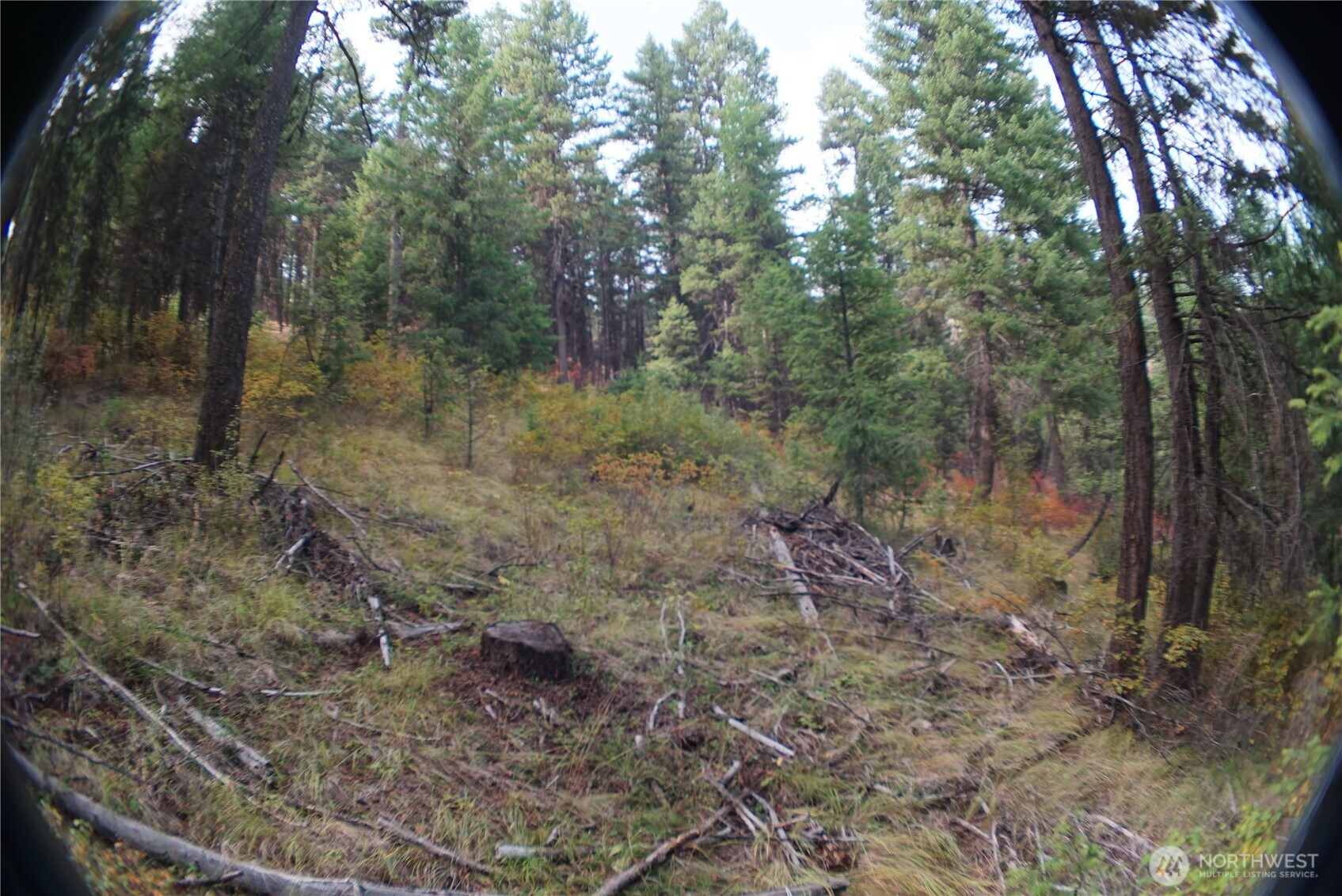 0 Wellman Road Republic, WA 99166 - Photo 16 of 18 a view of a forest with trees in the background
