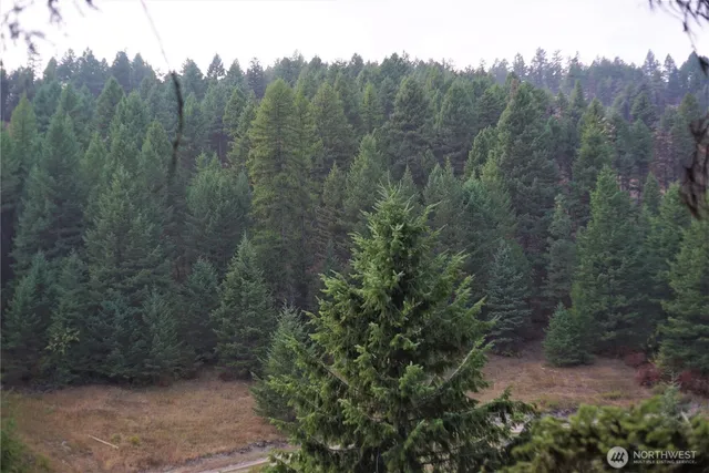 a view of a forest with a street