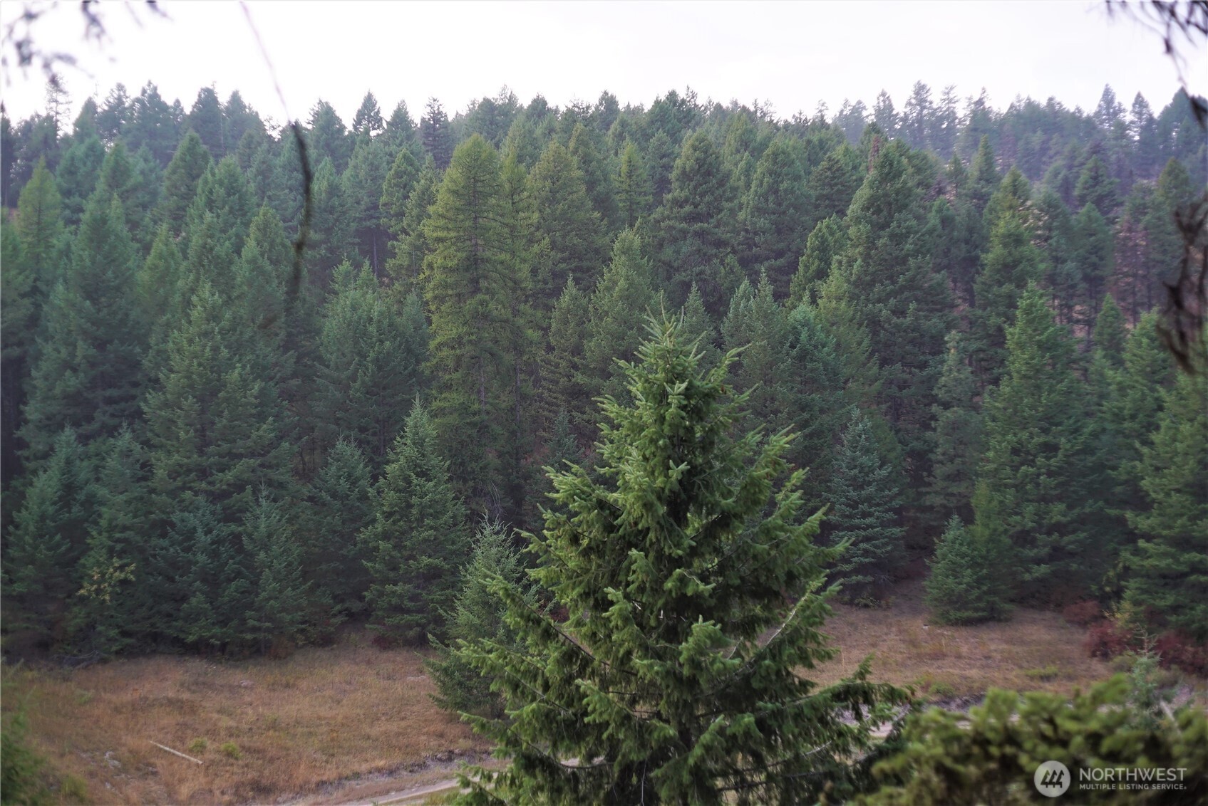 0 Wellman Road Republic, WA 99166 - Photo 8 of 18 a view of a forest with a street