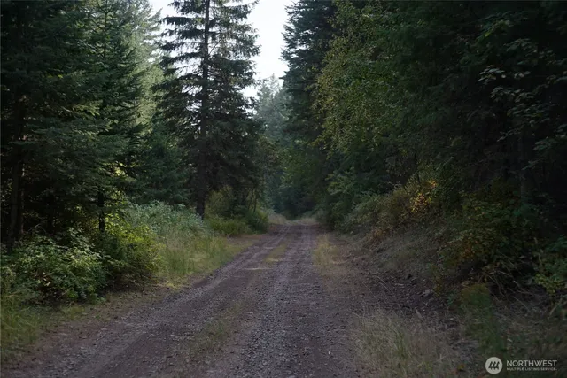 a view of a forest with trees in the background