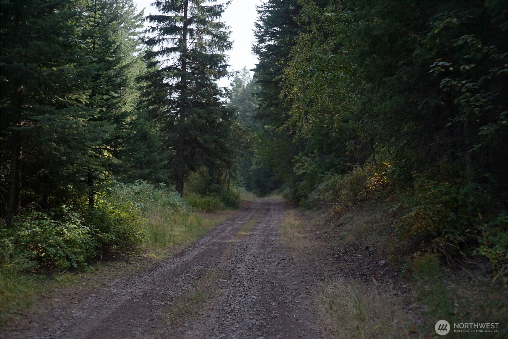 0 Wellman Road Republic, WA 99166 - Photo 9 of 18 a view of a forest with trees in the background