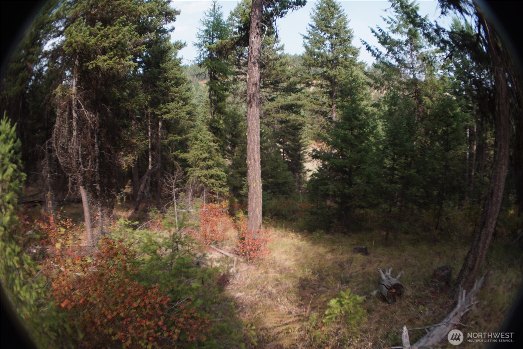 0 Wellman Road Republic, WA 99166 - Photo 10 of 18 a view of a forest with a tree