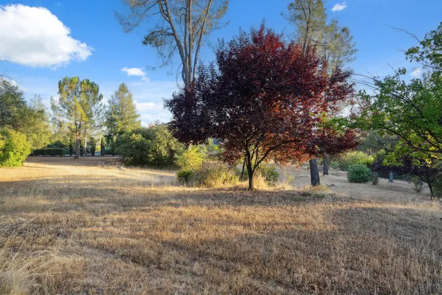 a view of dirt yard with a large tree