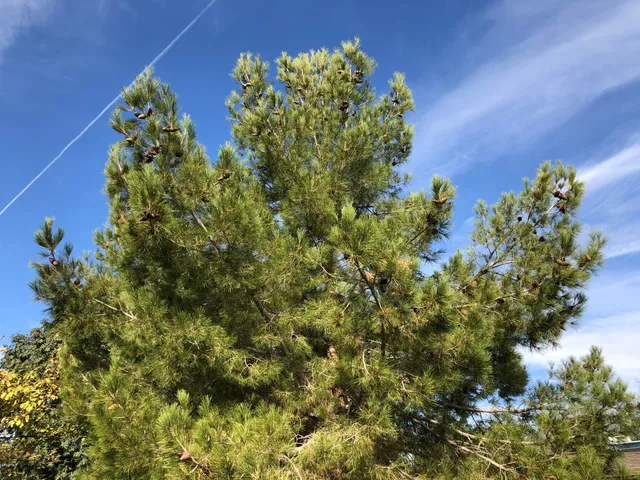 $1,195 | 2103 South Granada Drive, Unit 2, Tempe, AZ 85282