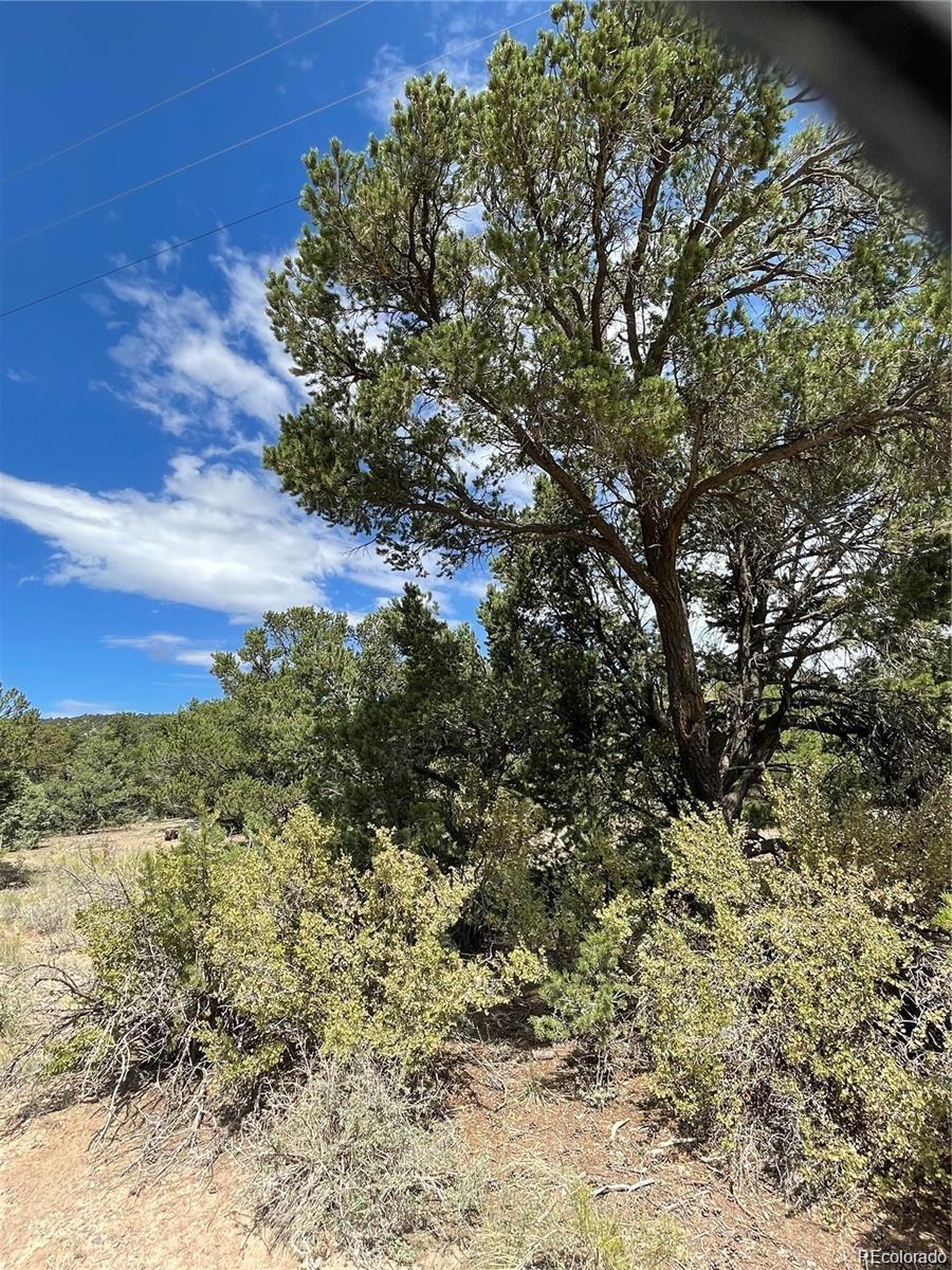 a view of a bunch of trees