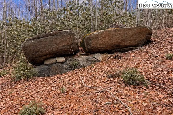 a backyard of a house with large trees and plants