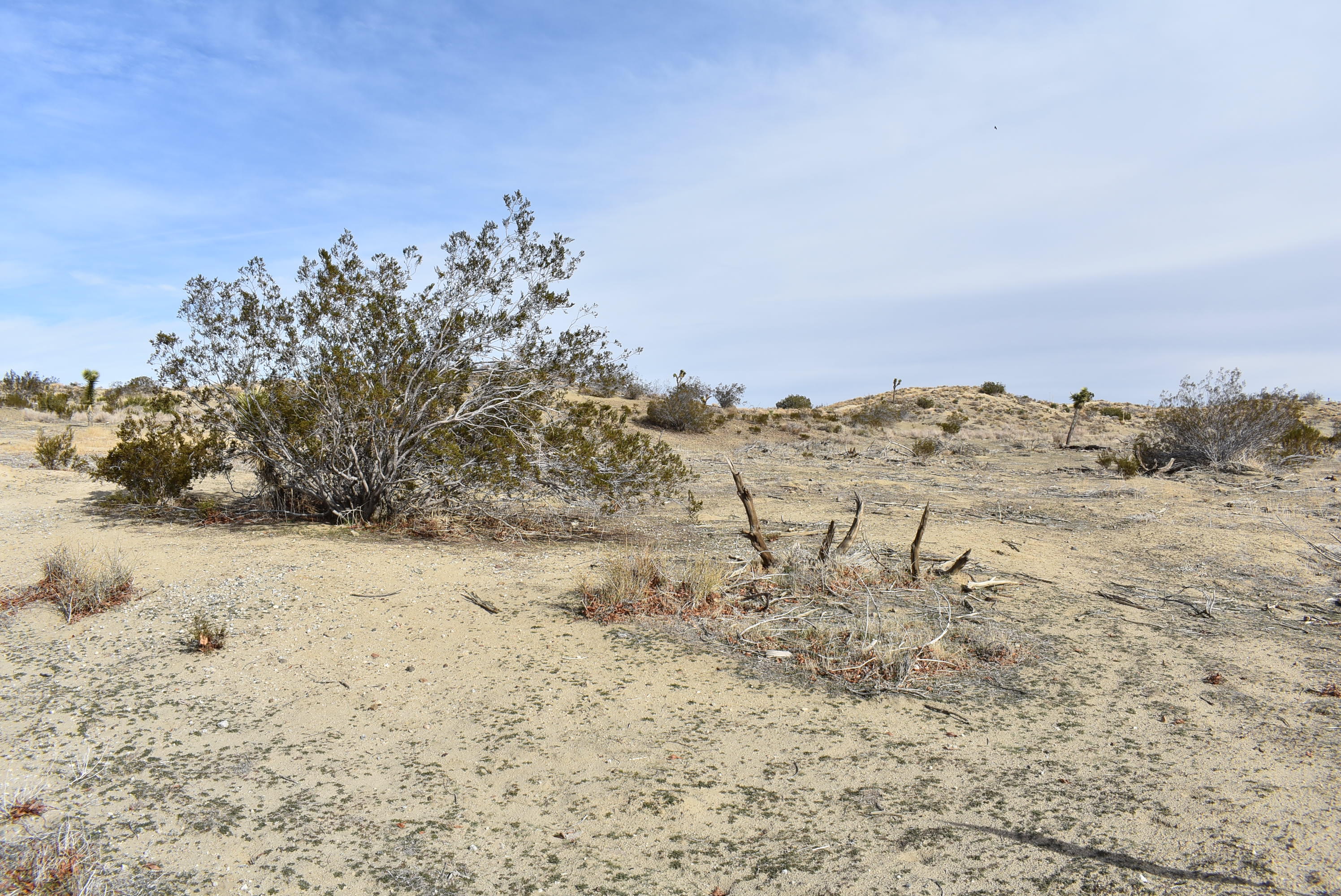 Barrel Springs Palmdale, CA 93552 - Photo 16 of 19 DSC_0733