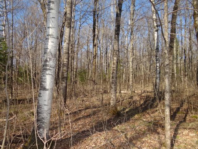 5529 Long Lake Road Argonne, WI 54511 - Photo 4 of 10 Gallery Image 4
