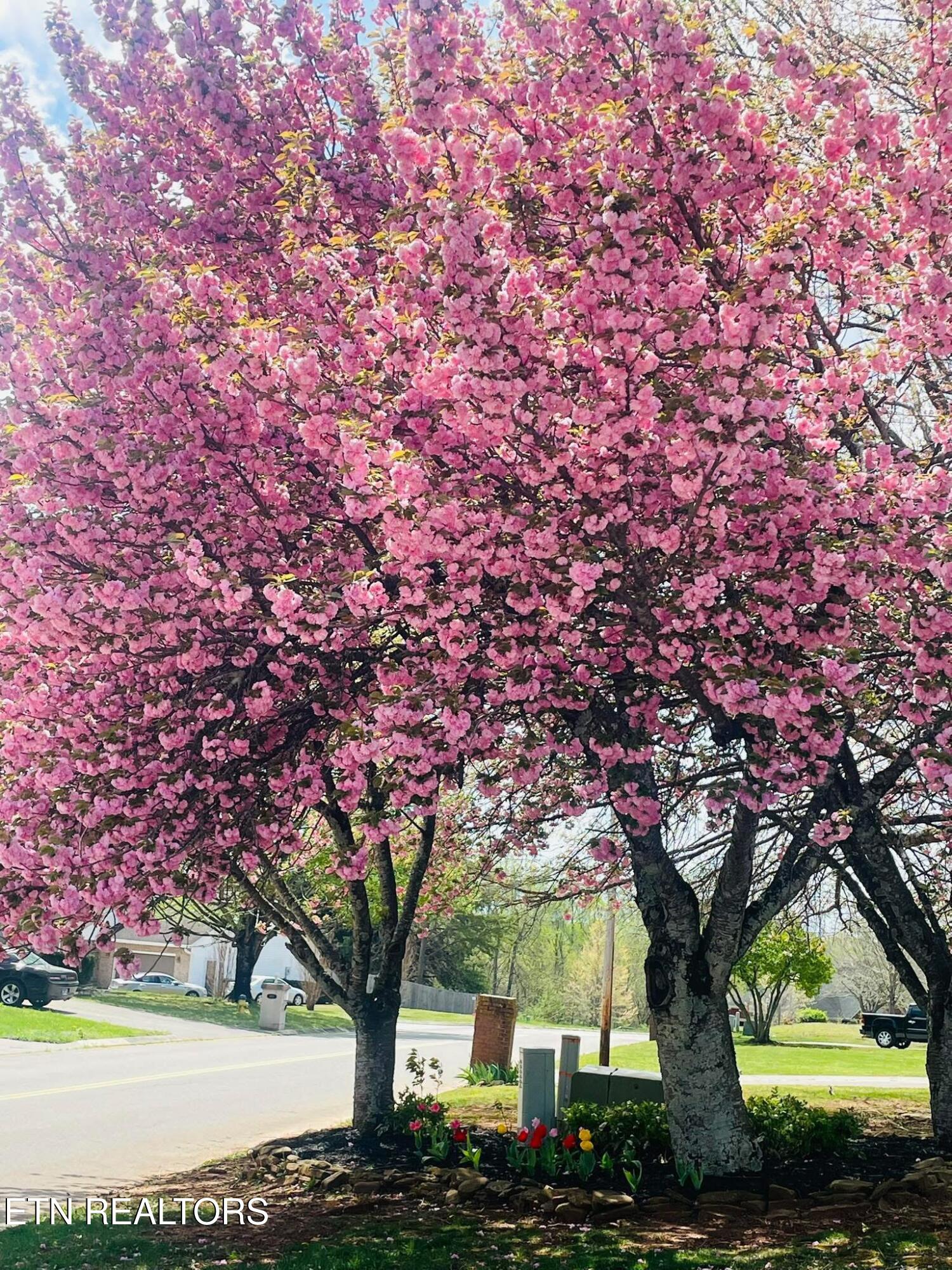 1889 Crest Road Maryville, TN 37804 - Photo 29 of 29 CherryBlossoms