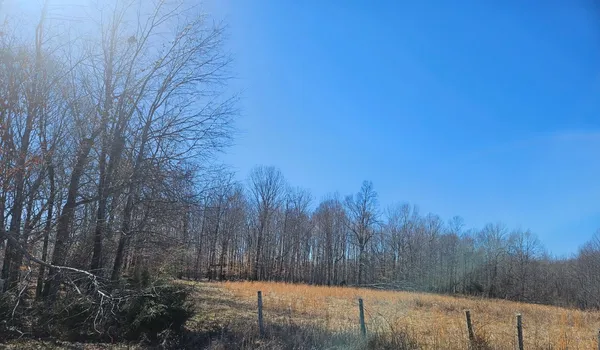 a view of a forest