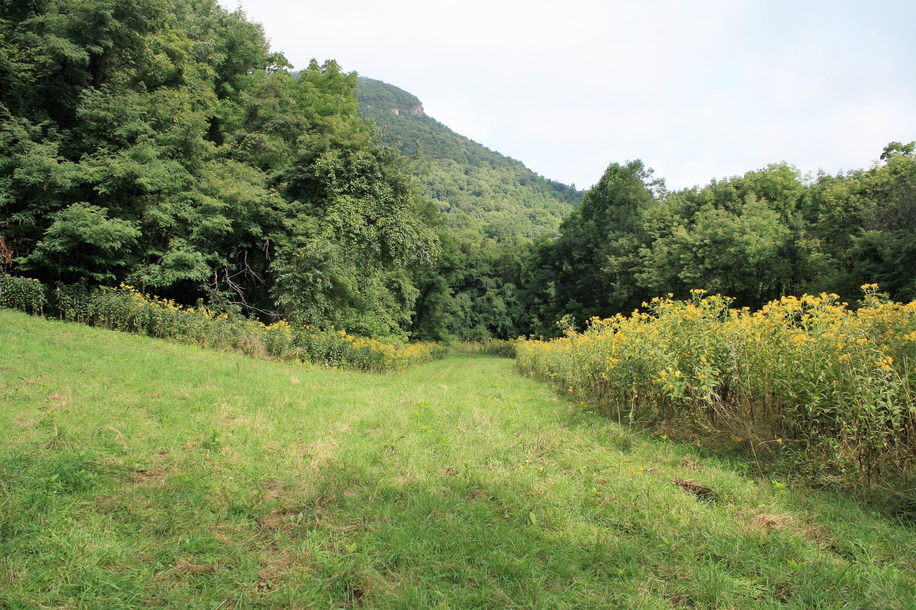 View of Field