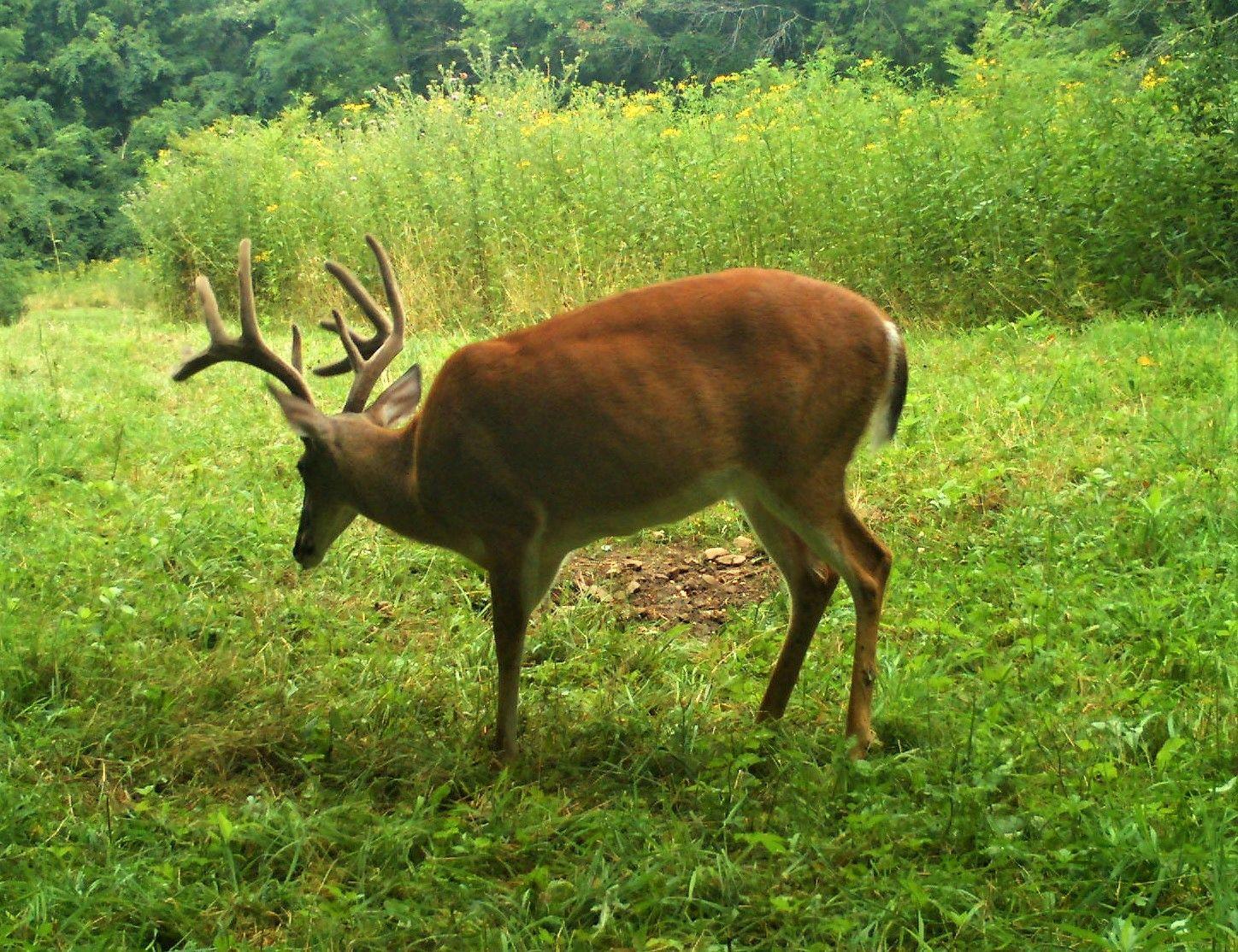 Large Buck 1