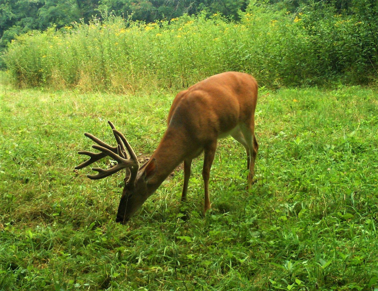 2809 Jamison Mountain Road Covington, VA 24426 - Photo 8 of 9 Large Buck 2