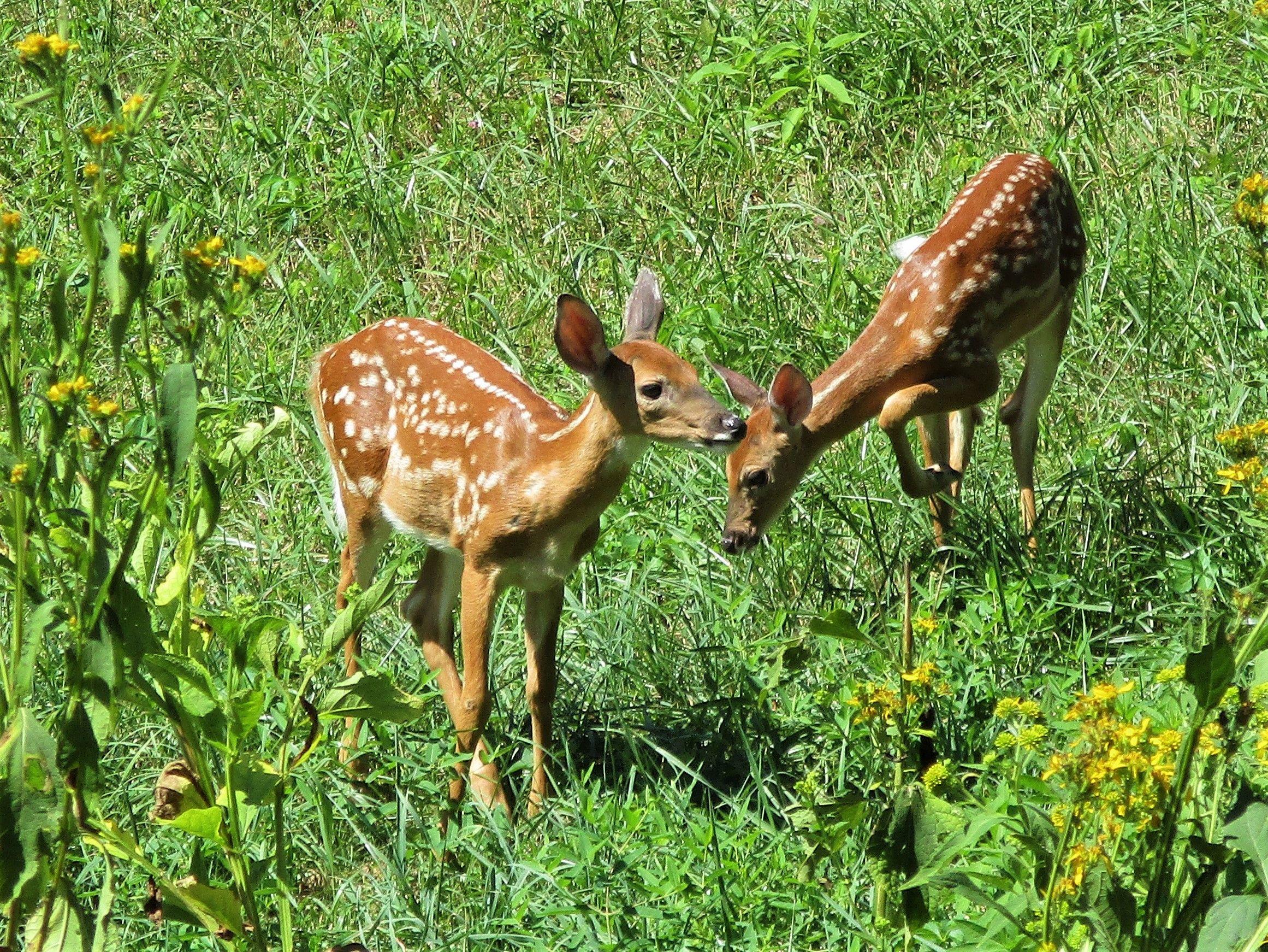 2809 Jamison Mountain Road Covington, VA 24426 - Photo 9 of 9 Fawns