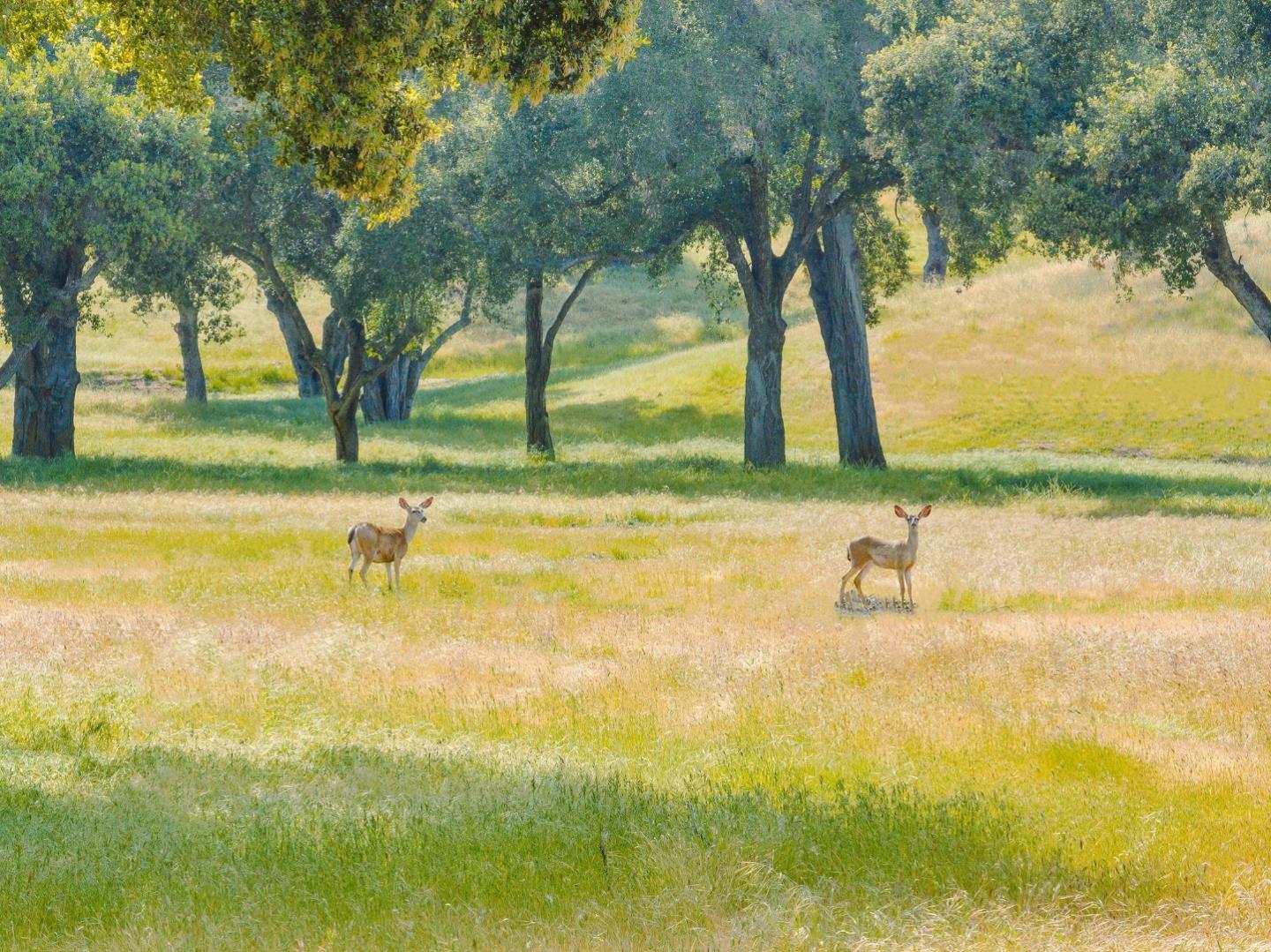 770 Limekiln Road Hollister, CA 95023 - Photo 23 of 32 Gallery Image 23