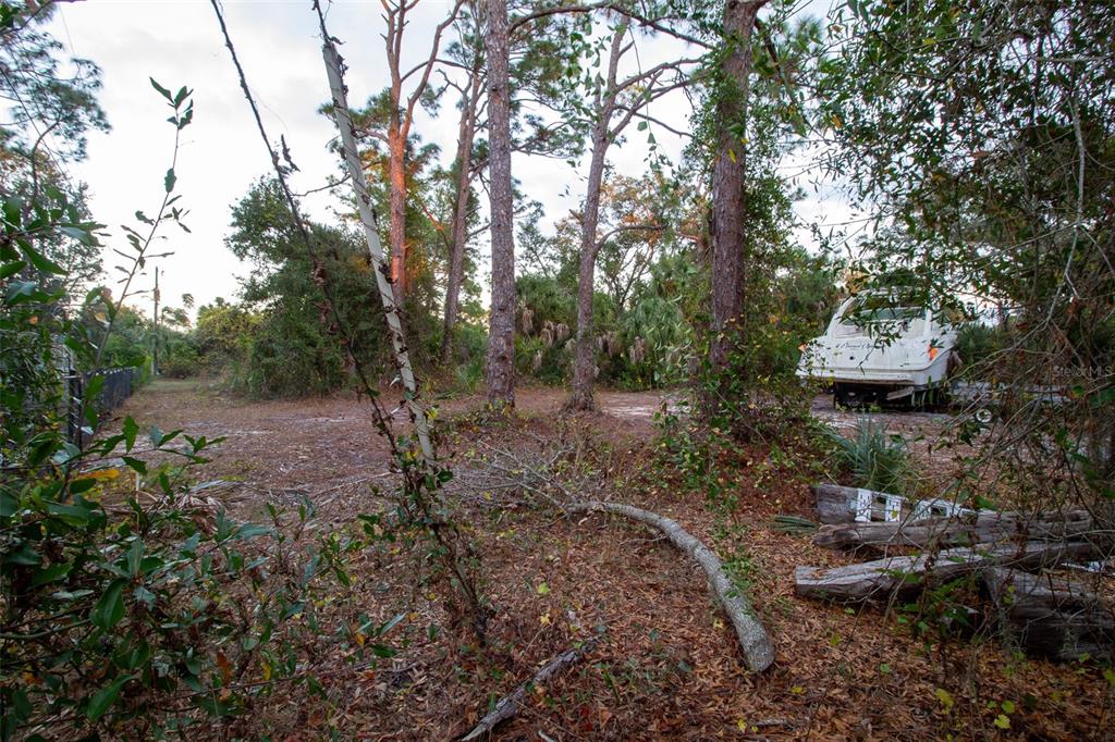 15038 Cresent Avenue Port Charlotte, FL 33953 - Photo 7 of 10 a view of a forest with large trees