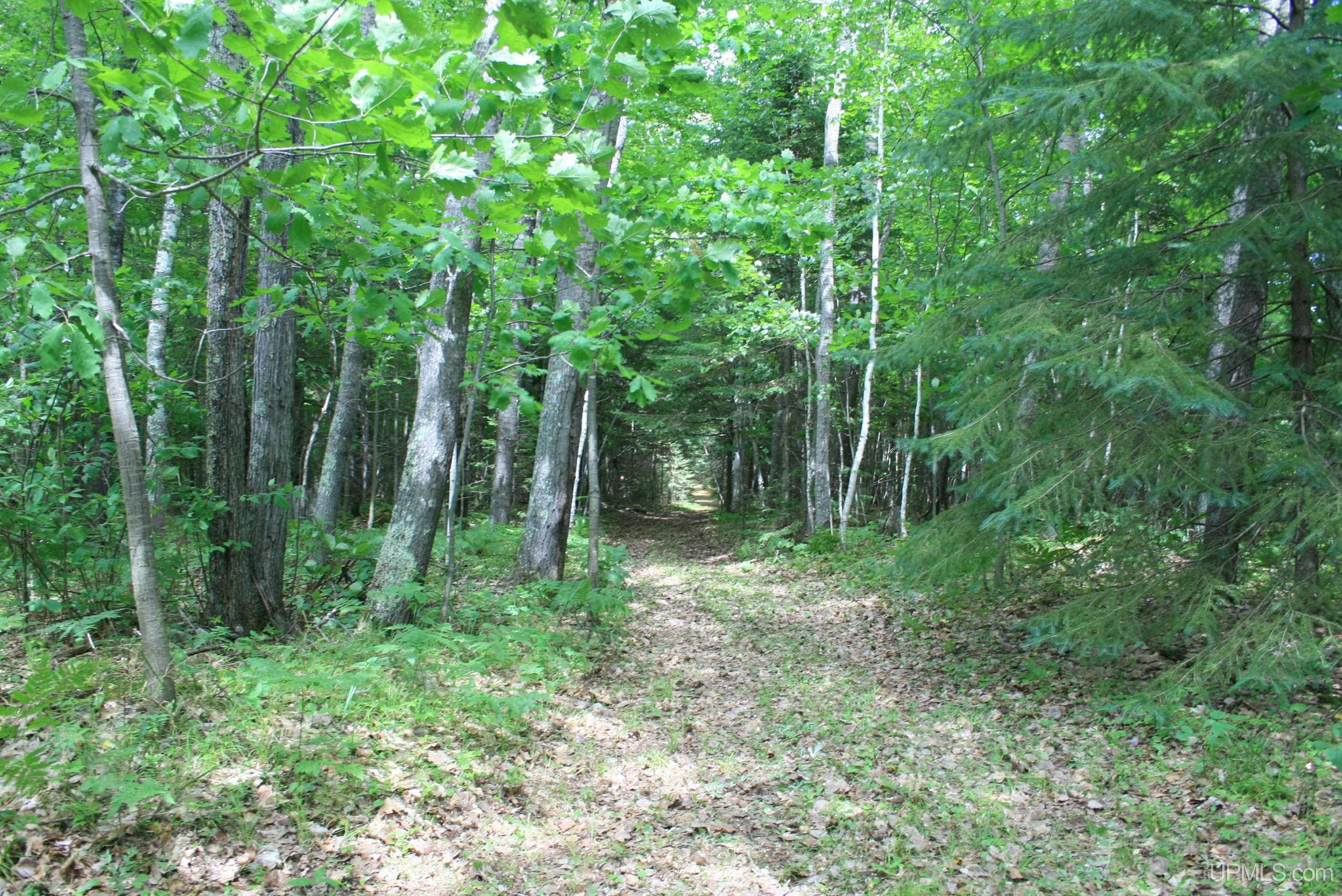 Tbd Sucker Lake Road Watersmeet, MI 49969 - Photo 7 of 24