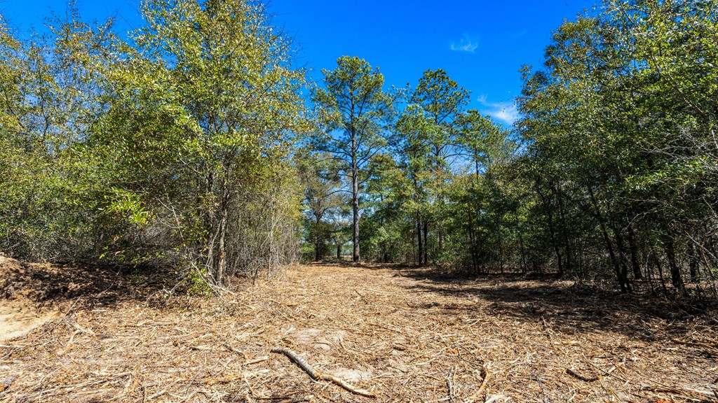 497 George Cannon Road Box Springs, GA 31801 - Photo 25 of 35 Gallery Image 25