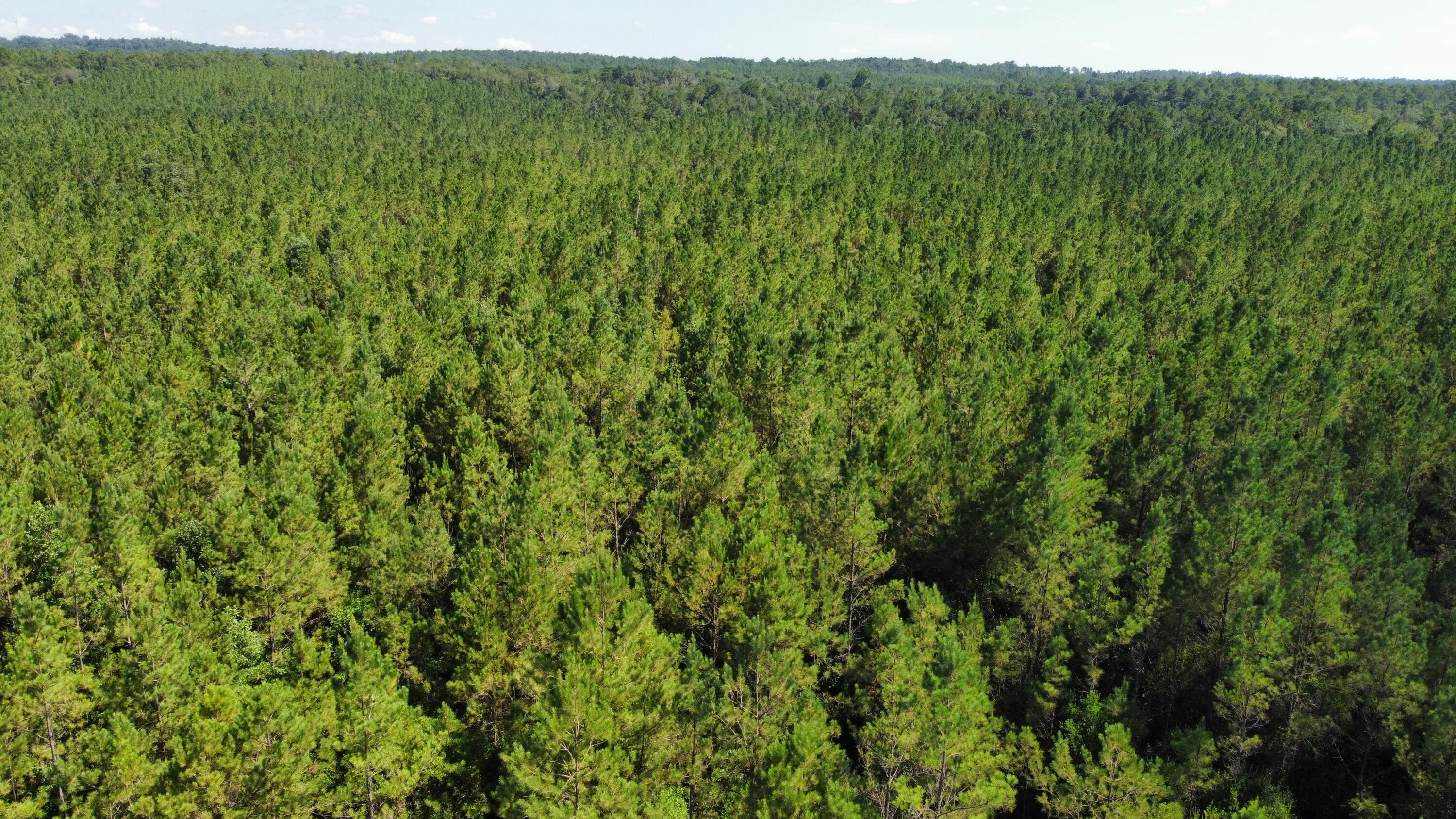 0 Vernal River Road Lucedale, MS 39452 - Photo 1 of 1 1