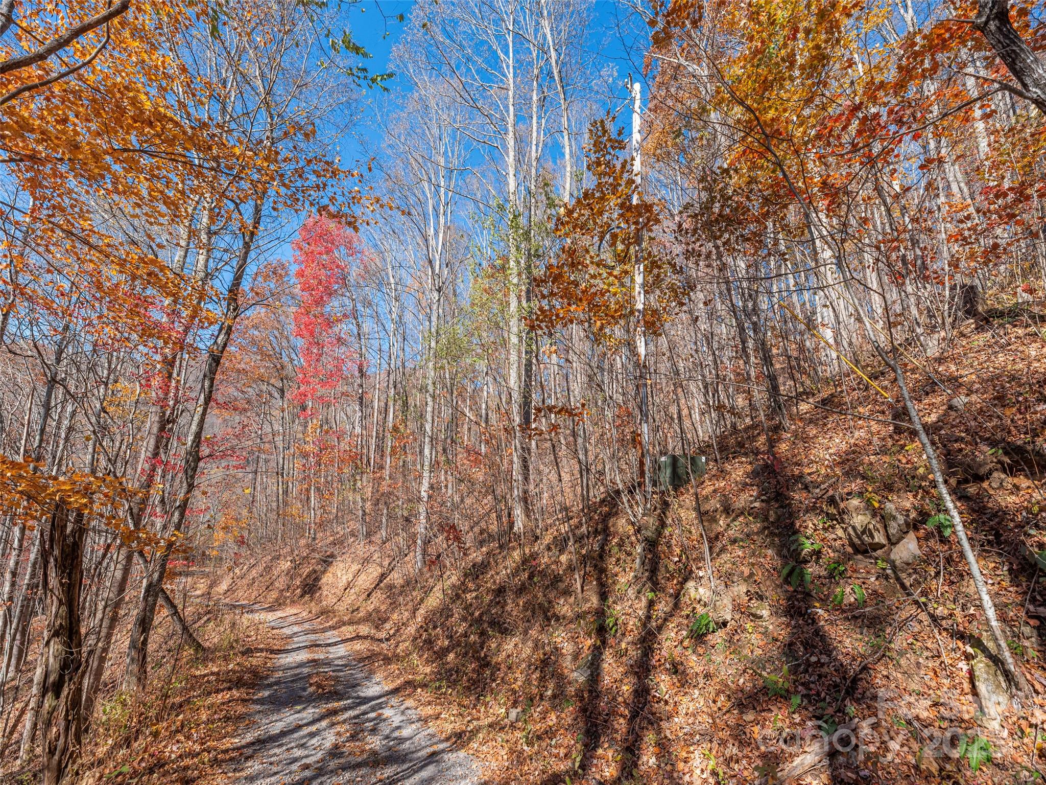 112-113 Grouse Road Clyde, NC 28721 - Photo 2 of 29 a backyard of a house with lots of plants