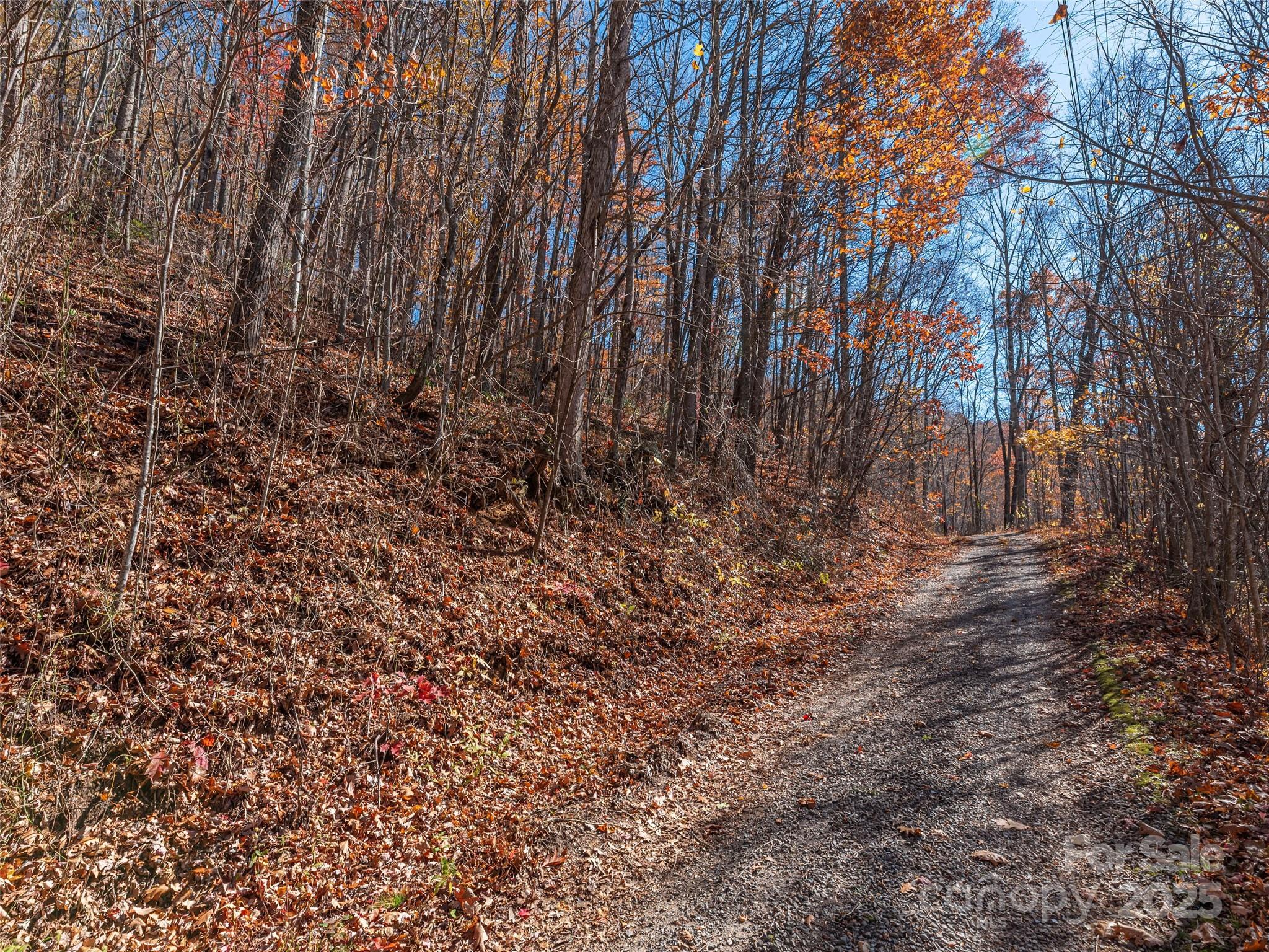 112-113 Grouse Road Clyde, NC 28721 - Photo 7 of 29 a view of backyard with tree