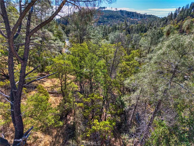 a view of a forest with a tree