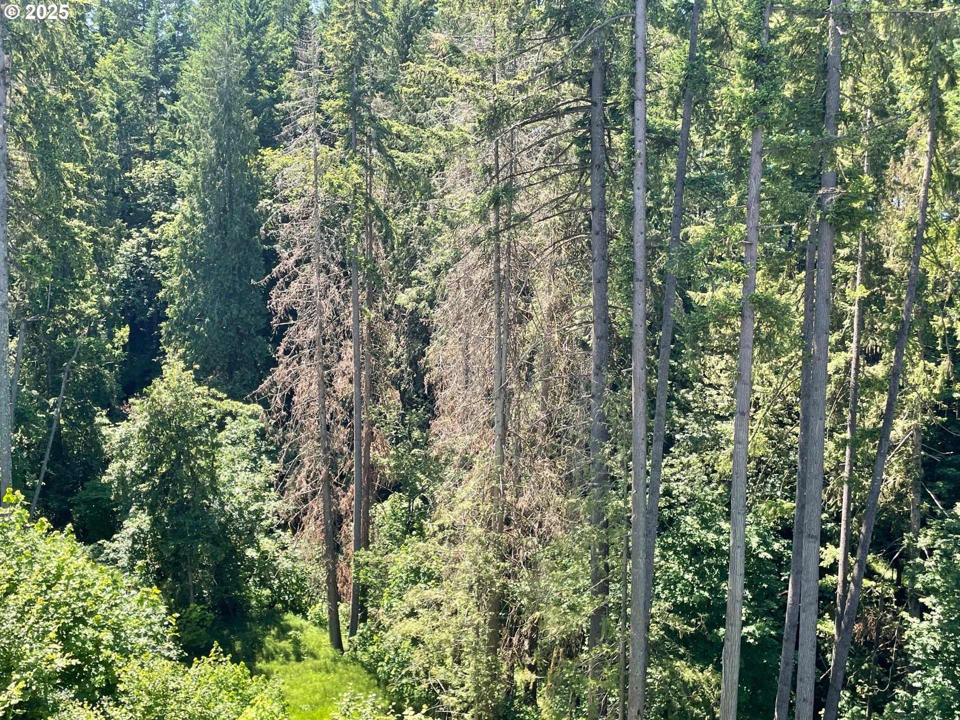 7863 Southwest Thornbridge Terrace, Unit 11 Beaverton, OR 97007 - Photo 14 of 34 Loft