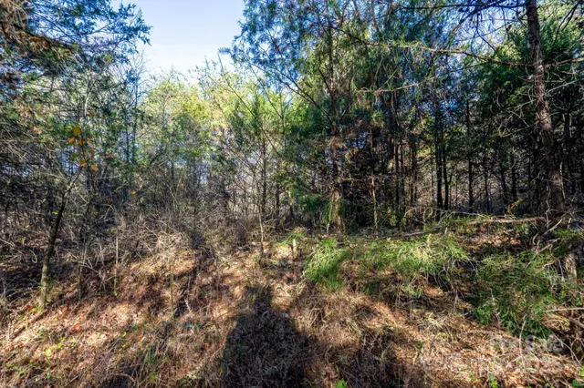 a view of a lush green forest