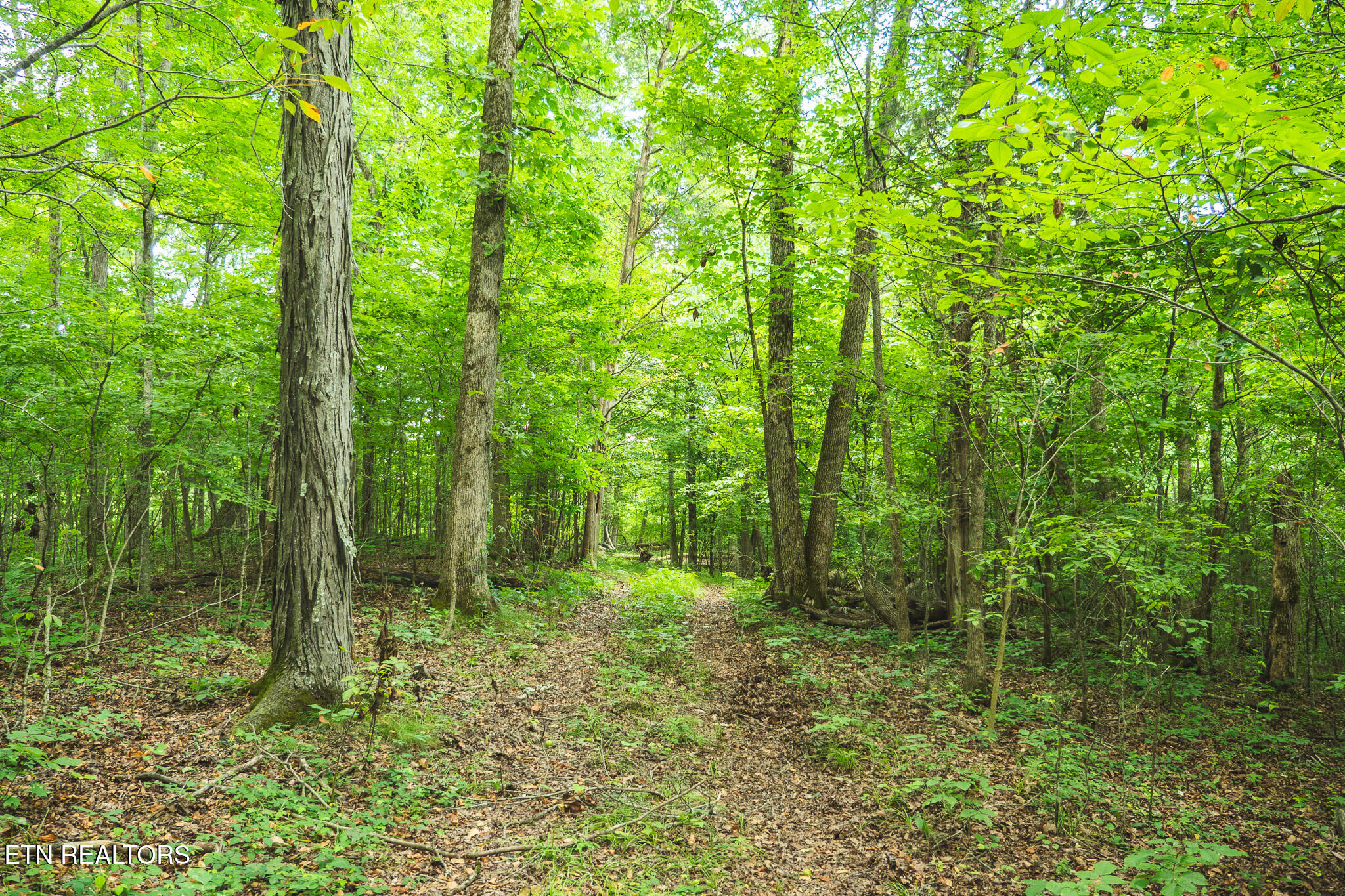 114-acres South Mohawk Road Midway, TN 37809 - Photo 45 of 49 P1111641