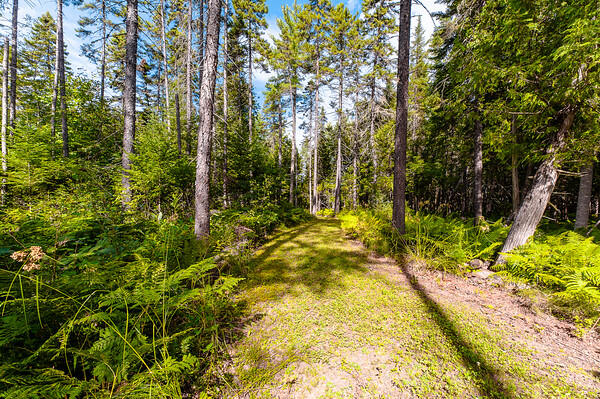 1 Patten Lane Stratton, ME 04982 - Photo 51 of 53 Magical Moments Photography-Allied Photo