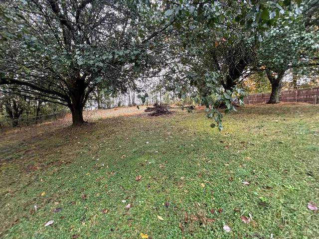 a view of a tree in the middle of a yard