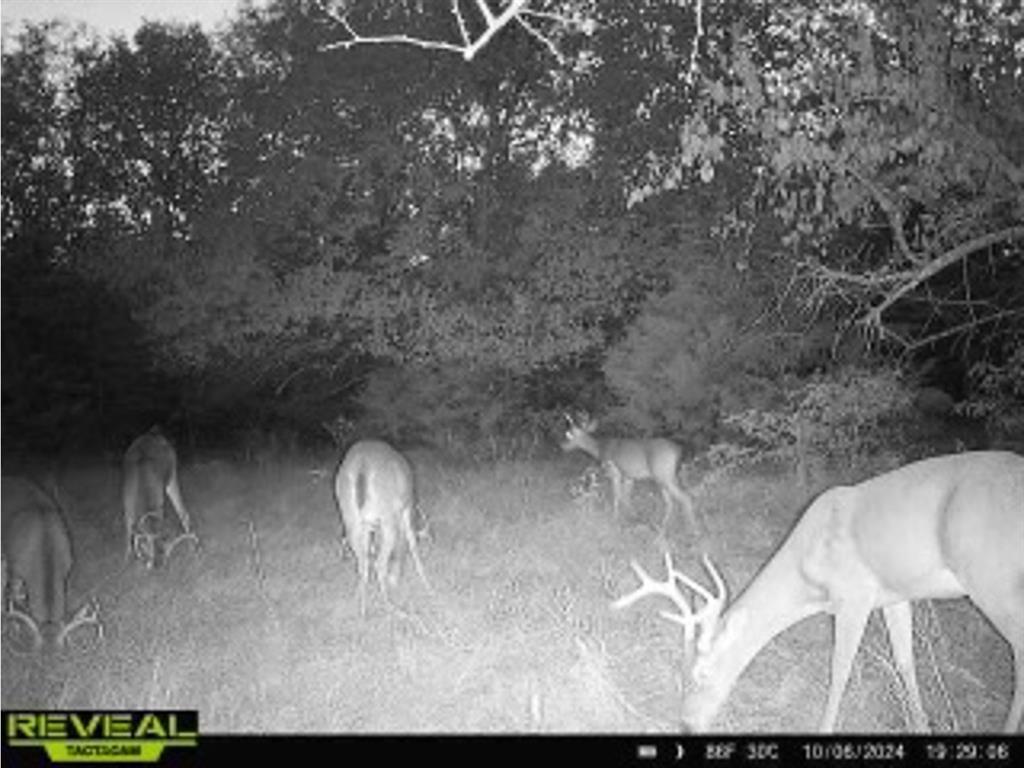 1 County Road 2935 Dodd City, TX 75438 - Photo 6 of 25 a picture of a room with a tree