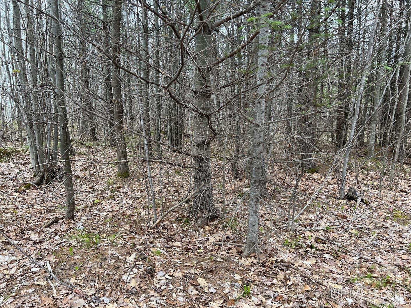 Tbdw Tbdw Off Townline Road Lanse, MI 49946 - Photo 8 of 17
