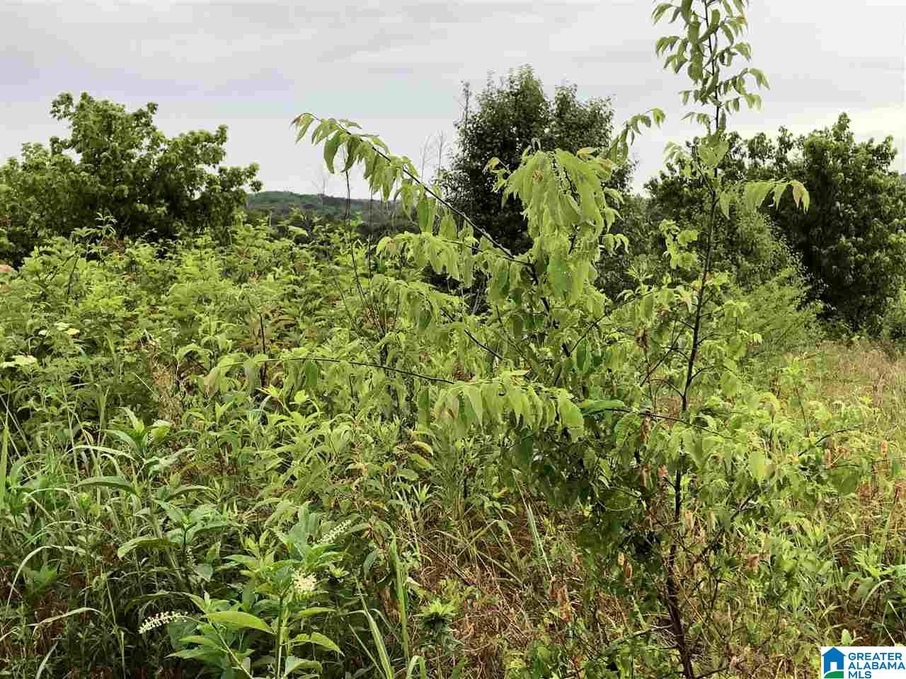 0 Old Downey Mill Road Anniston, AL 36207 - Photo 22 of 28