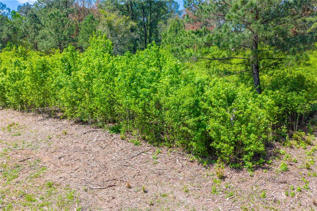 5781 Southwest 91st Place Lake Butler, FL 32054 - Photo 5 of 6 a backyard of a house with lots of green space